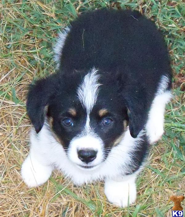 Pembroke Welsh Corgi Puppies